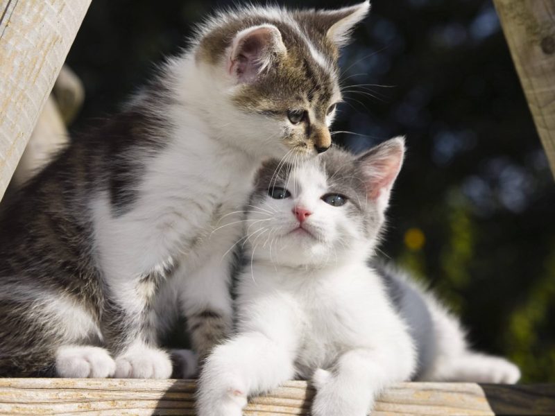 Als diese Katze in ein NRW-Tierheim kam, sahen die Mitarbeiter sofort, dass mit ihrem Bauch etwas nicht stimmt.