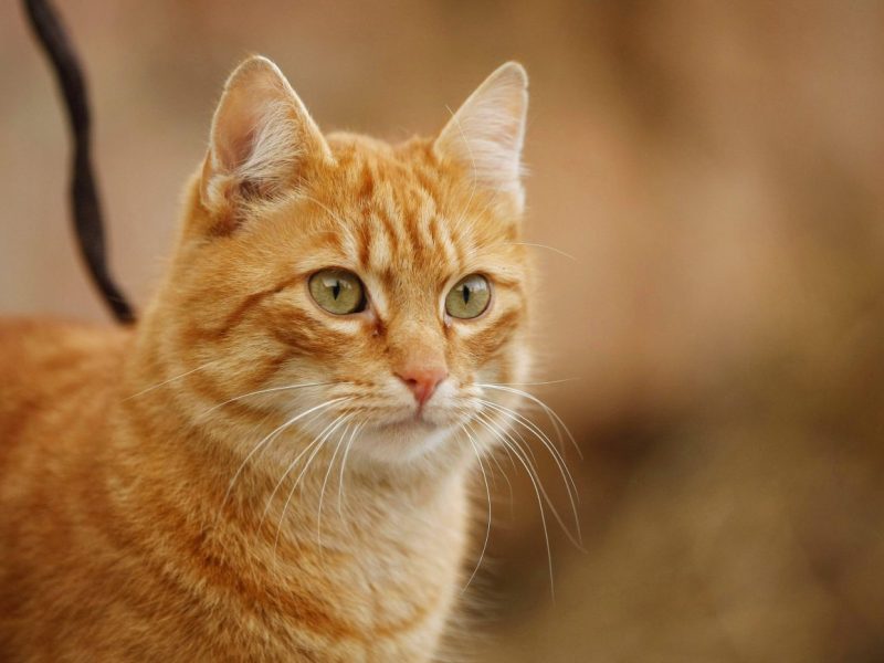 Ein Tierheim in NRW gibt einer Katze einen ungewöhnlichen Name mit schlimmen Hintergrund.