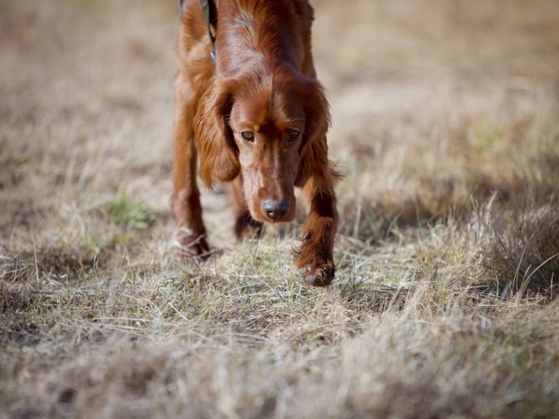 Hundehalter sowie ihre Vierbeiner in NRW sind in Gefahr.