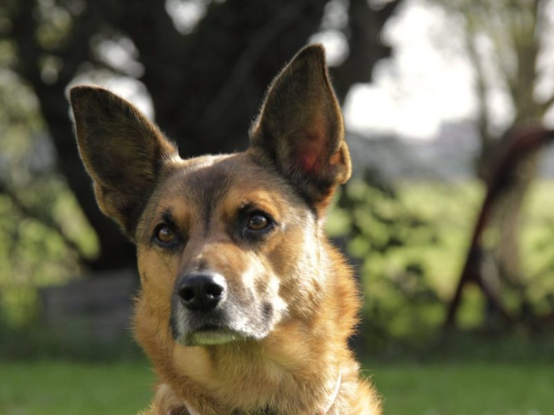 Ein Tierheim in NRW zeigte erschreckende Bilder.