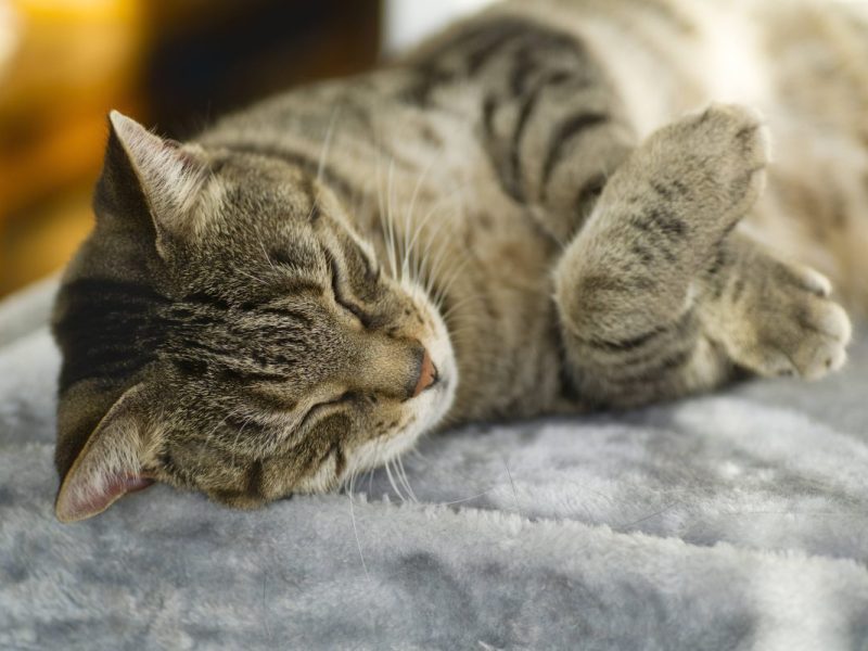 In einem NRW-Tierheim geht eine Katze total unter.