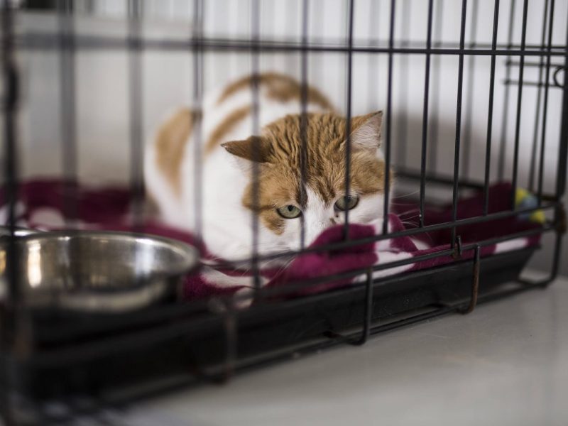 Tierheim in NRW: Katze bangt um ihr Leben