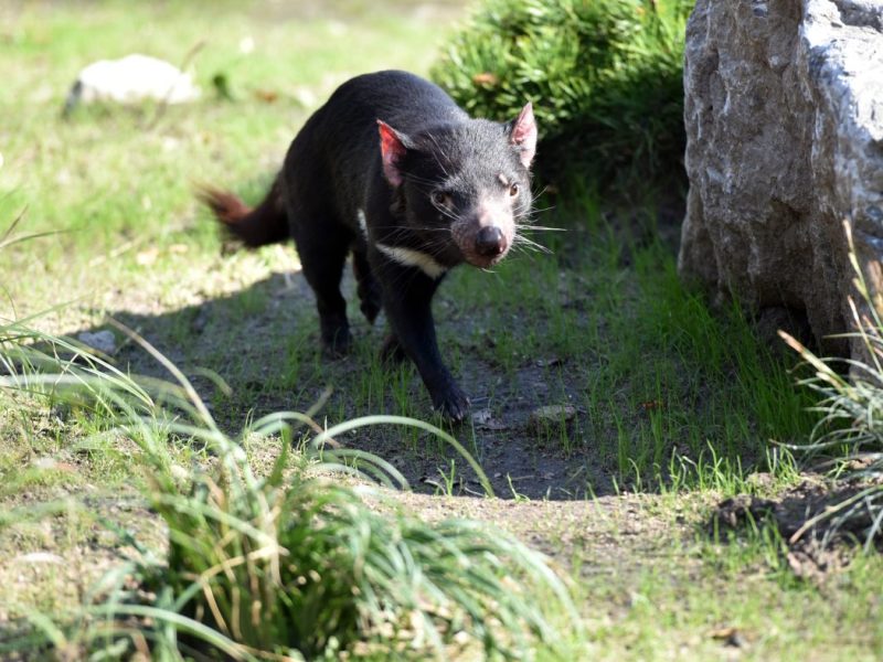 Zoo Duisburg präsentiert neuen Bewohner.