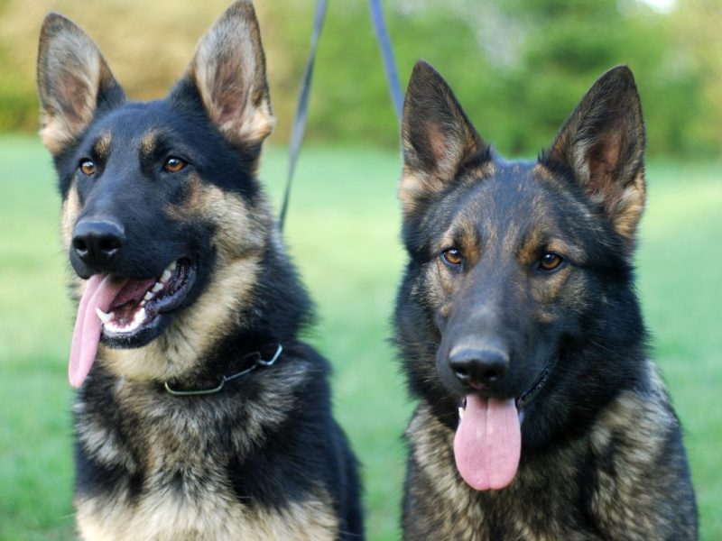 Nach dieser Post eines Tierheims in NRW reagierten die Mitarbeiter sofort.