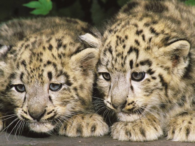 NRW-Zoo verliert einen Besucherliebling. (Symbolfoto)