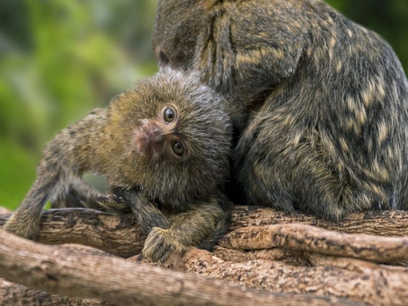 Zoo Dortmund: Hier herrschen unglaubliche Zustände.