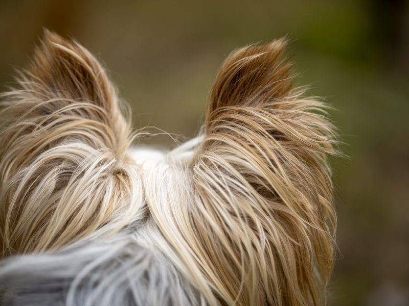 Dieser Hund in NRW lässt den Mitarbeitern des Tierheims keine Wahl.