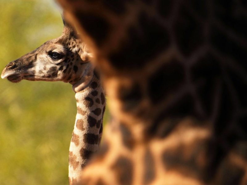 Ein Zoo in NRW verkündet eine große Nachricht, bei der die Besucher ausflippen.