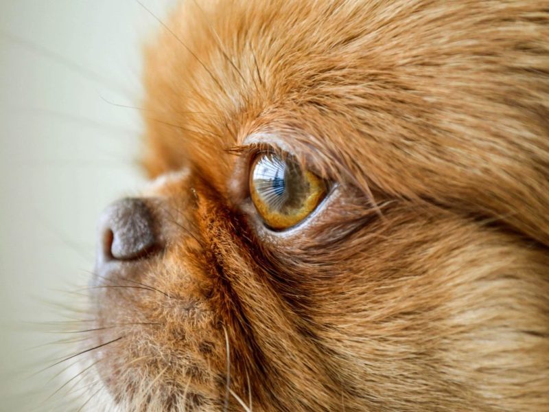 Das Tierheim Bochum sucht nach einem Zuhause für die Seniorin.