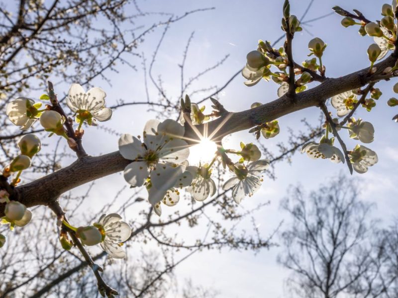 Bei diesem Phänomen im Wetter in NRW muss ein Experte auf den Tisch hauen.
