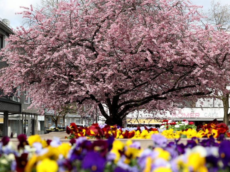 Wetter in NRW: Frühlingsbeginn. Experte fällt vernichtendes Urteil.