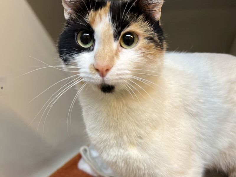 Katze in NRW nach OP einfach ausgesetzt?