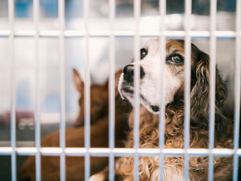 Die Spendenbox vom Tierheim Hilden (NRW) wurde geklaut.