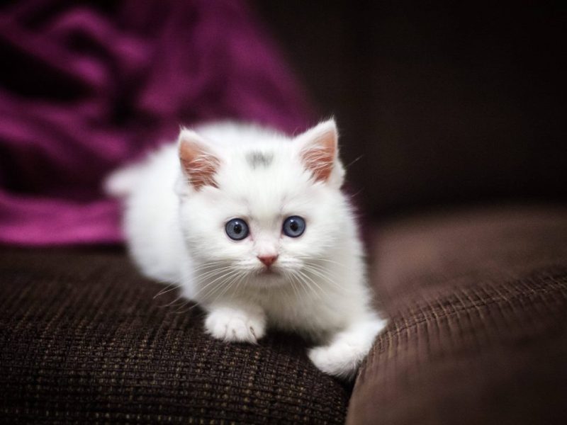 Diese Katze in Dortmund wurde grausam ausgesetzt.