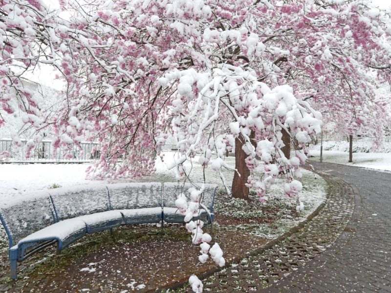 Wird das Wetter in NRW wirklich Schnee bringen? (Archivfoto)