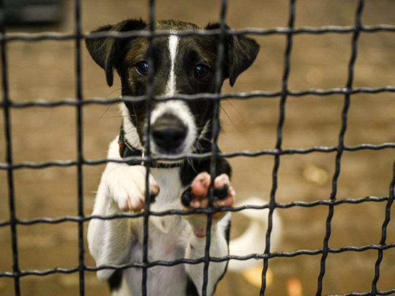 Ein Hund wurde ins Tierheim zurückgebracht, nachdem Kind ihn fallen ließ.