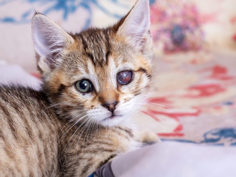 Diese Katze in NRW konnte gerade noch rechtzeitig gerettet werden - es ging um Leben und Tod.