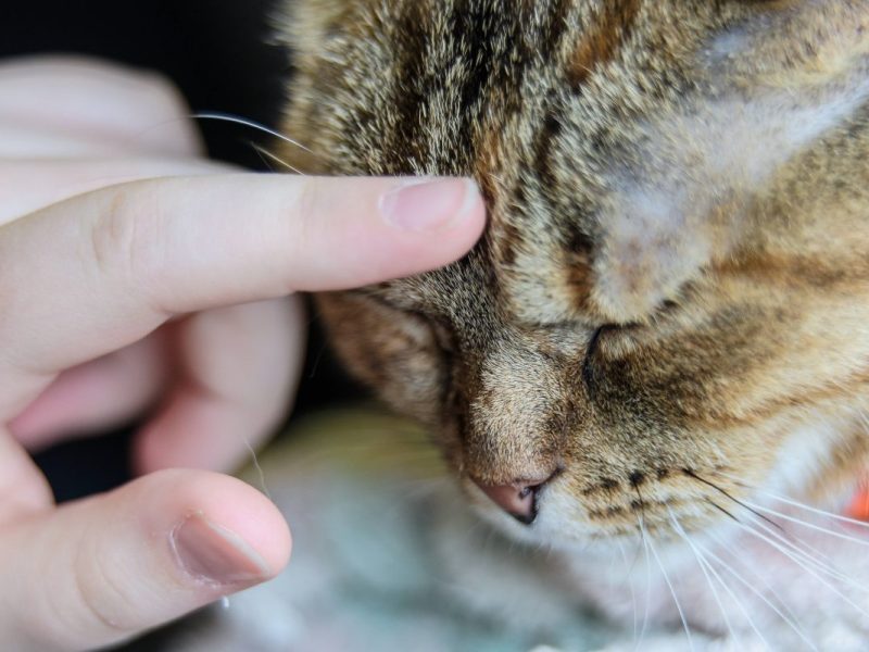 Tierheim Duisburg Katze