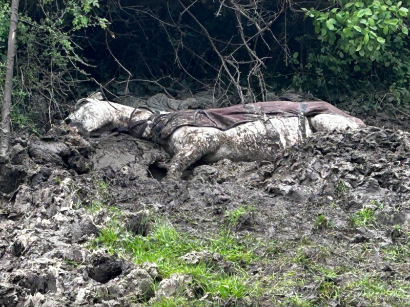 Dramatische Pferde-Rettung in Dortmund.