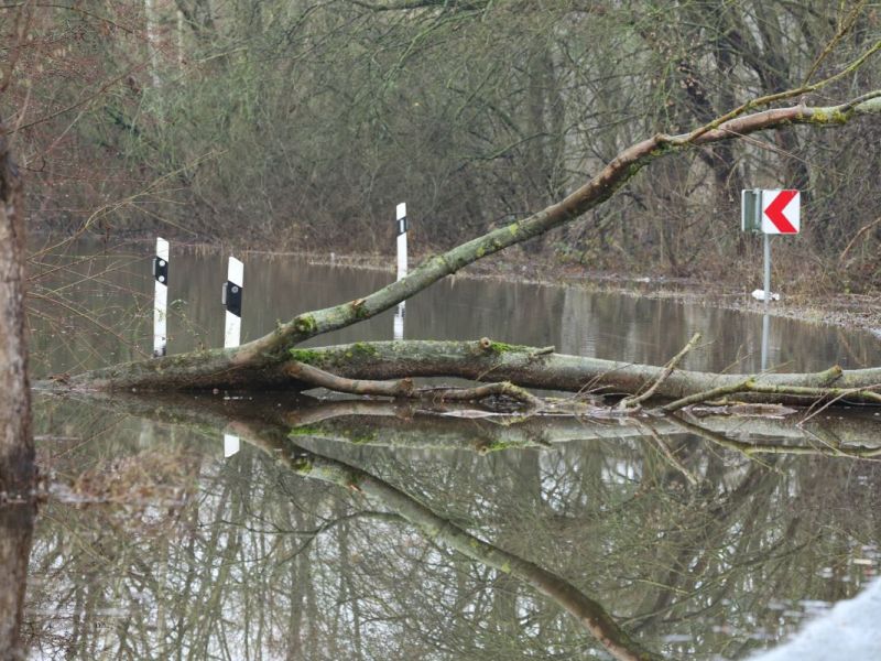 Nach einem schlimmen Sturm retteten Tierschützer in NRW einige Krähenküken (Symbolbild).