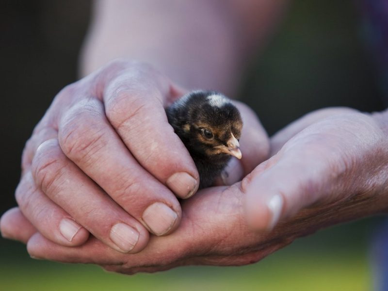 Ein Tierheim in NRW nahm ein Tierbaby auf.