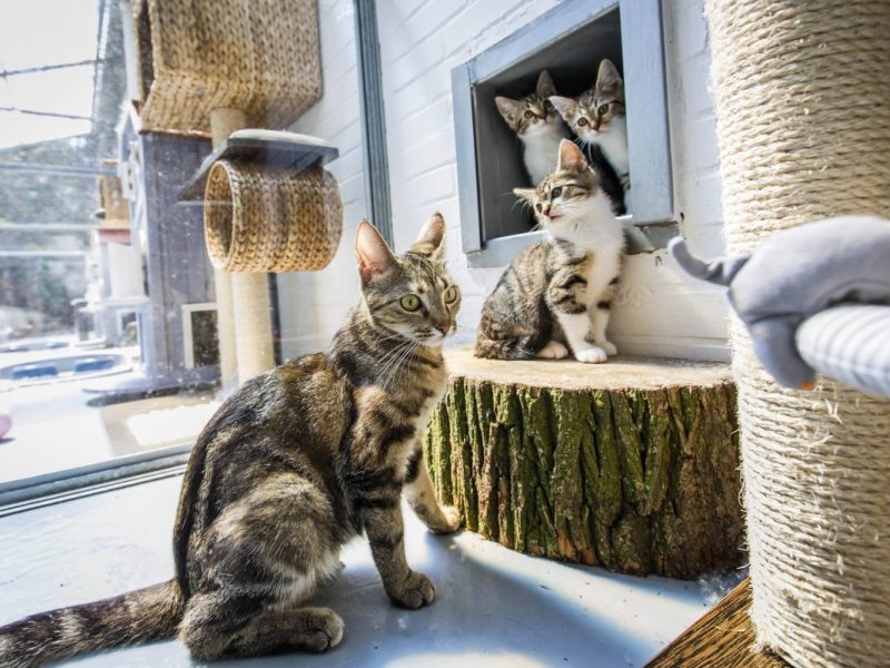 Unglaublich, wer vor den Türen eines Tierheims in NRW steht.