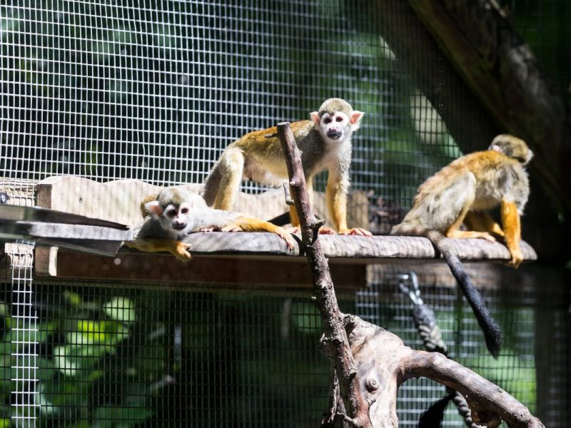 Zoo Dortmund: Wilde Aktion irritiert Vater.