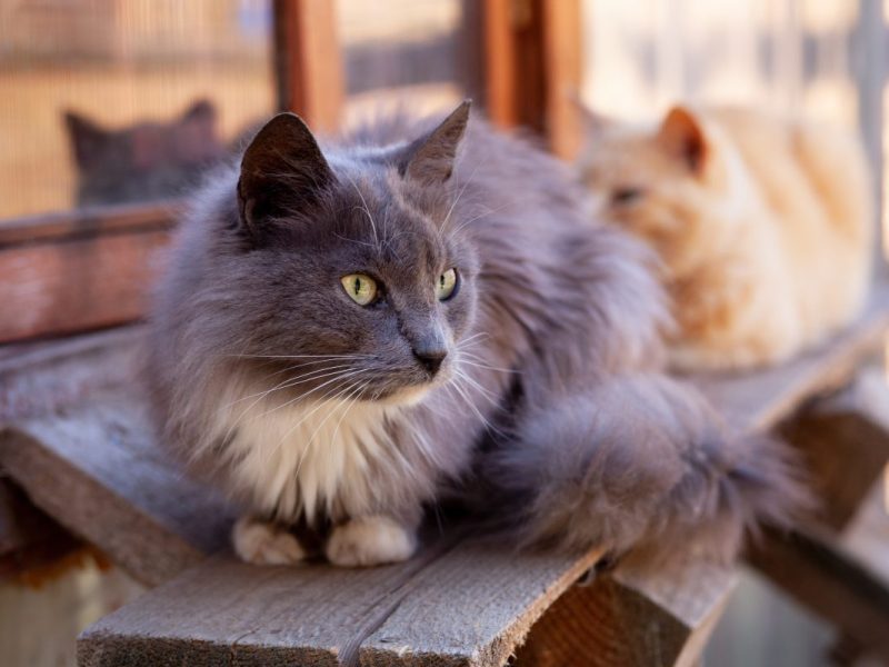 Tierheim Bochum veröffentlicht Nachricht.