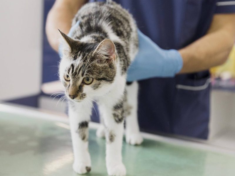 Tierheim in NRW: Schlimme Entdeckung bei Katze.