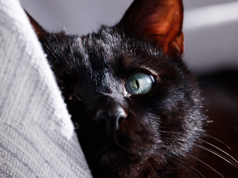 Diese Katze in NRW wird immer weitergereicht.