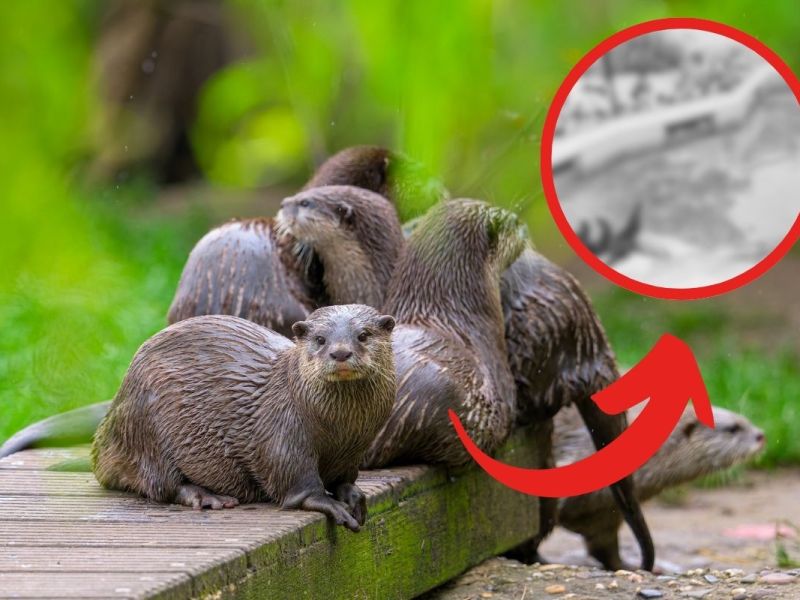 Ungewöhnliche Einblicke ins Gehege vom Zoo Duisburg.