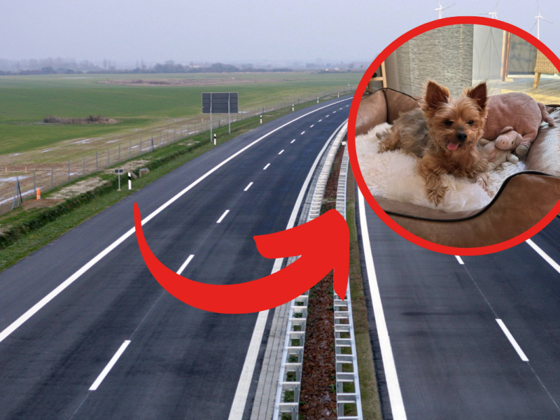 Endlich ein Update von dem Hund, der in NRW an der A1 ausgesetzt wurde!