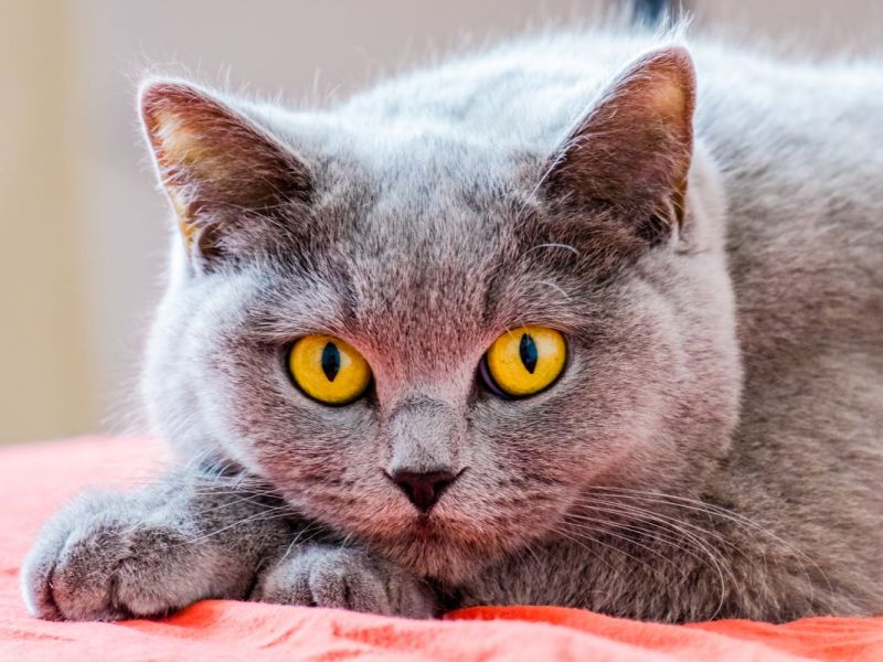 Ein NRW-Tierheim fand einen Brief mit einem schockierenden Paket.