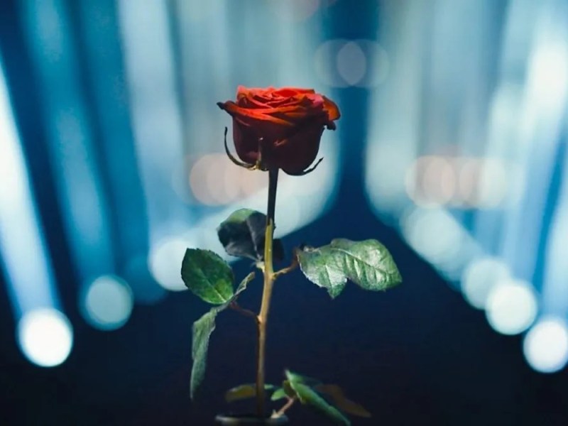 Eine „Bachelor“-Kandidatin hat sich verlobt.