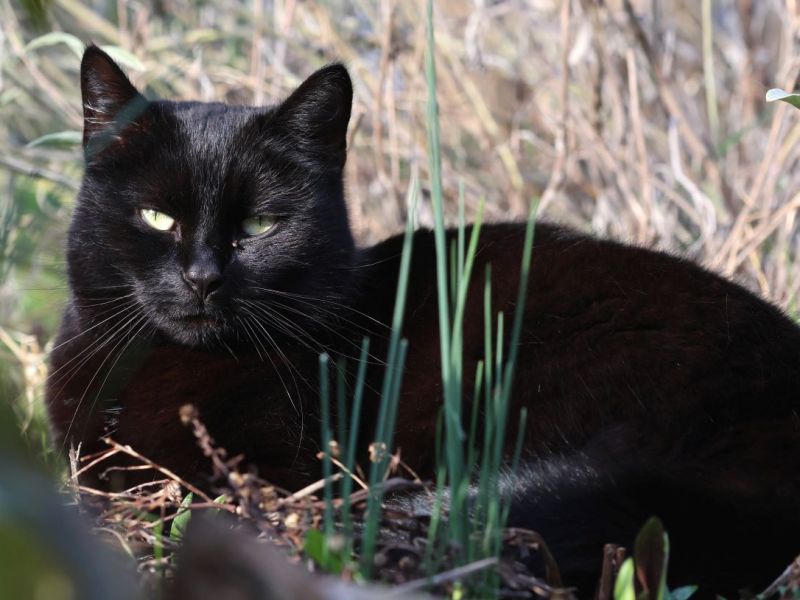 Das Tierheim Essen machte auf seiner Facebook-Seite auf ein trauriges Schicksal einer Katze aufmerksam. (Symbolbild)
