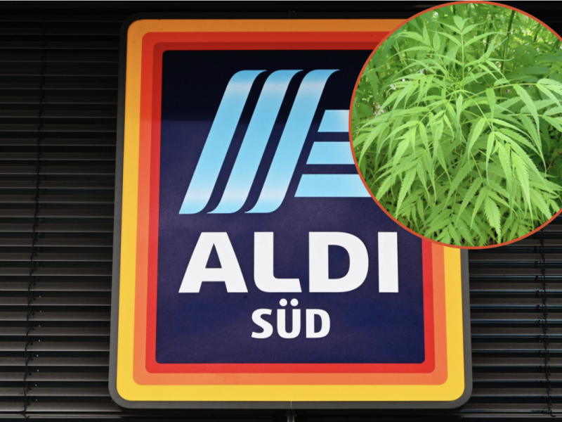 Aldi vertreibt vor Start der Cannabis-Clubs Scheinhanf