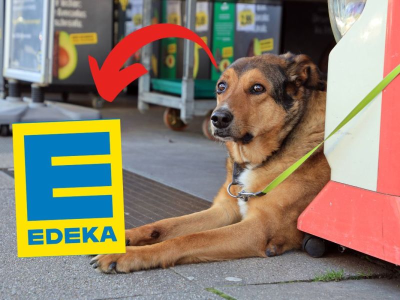 Ein Hund wurde vor einer Edeka-Filiale angeleint.