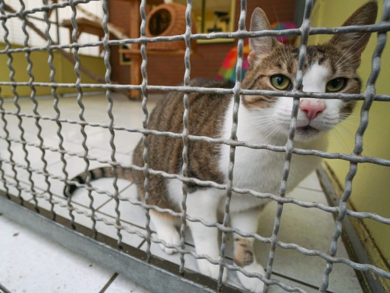 Tierheim Bochum: Tierpfleger müssen nach Verletzung eine schwere Entscheidung treffen
