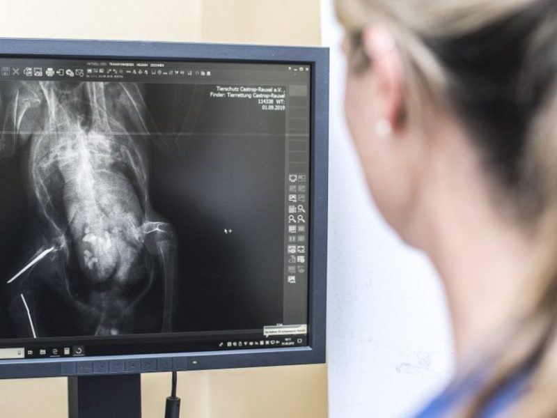 Dortmunder finden angeschossene Taube und sind vom Röntgenbild schockiert