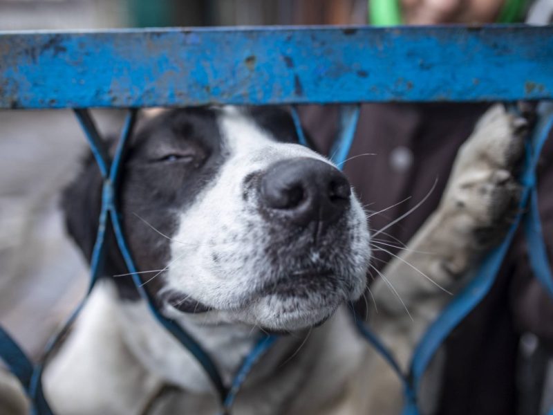 Hund in NRW verliert sein zuhause aufgrund der Angst vor Silvester-Knallern