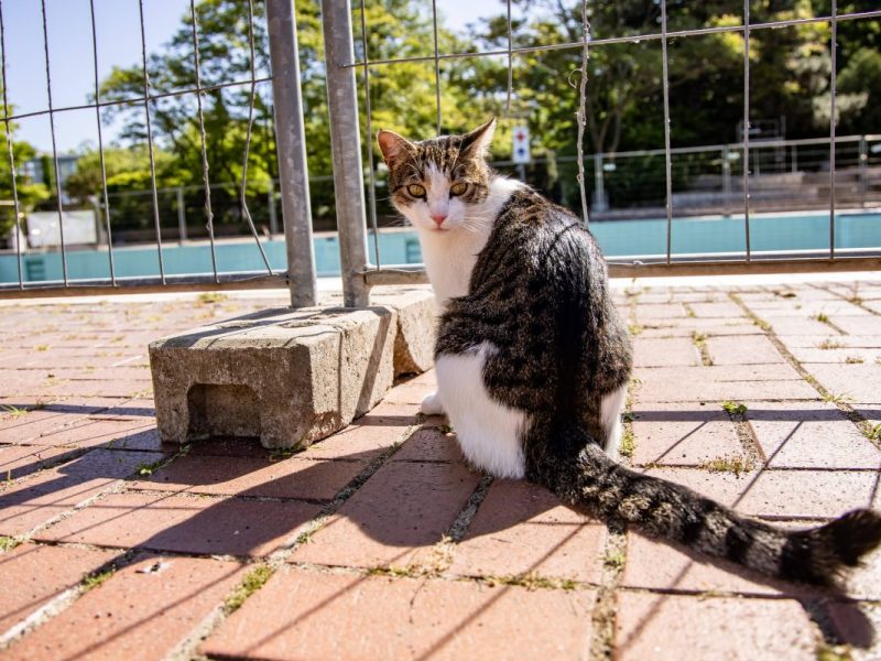 Eine Katze in NRW wurde auf einer Baustelle gefunden und versorgt. (Symbolfoto)