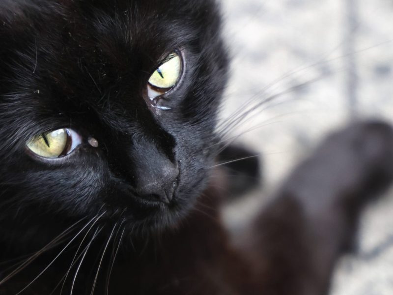 Im Tierheim Duisburg wartet eine Katze auf ihr Zuhause