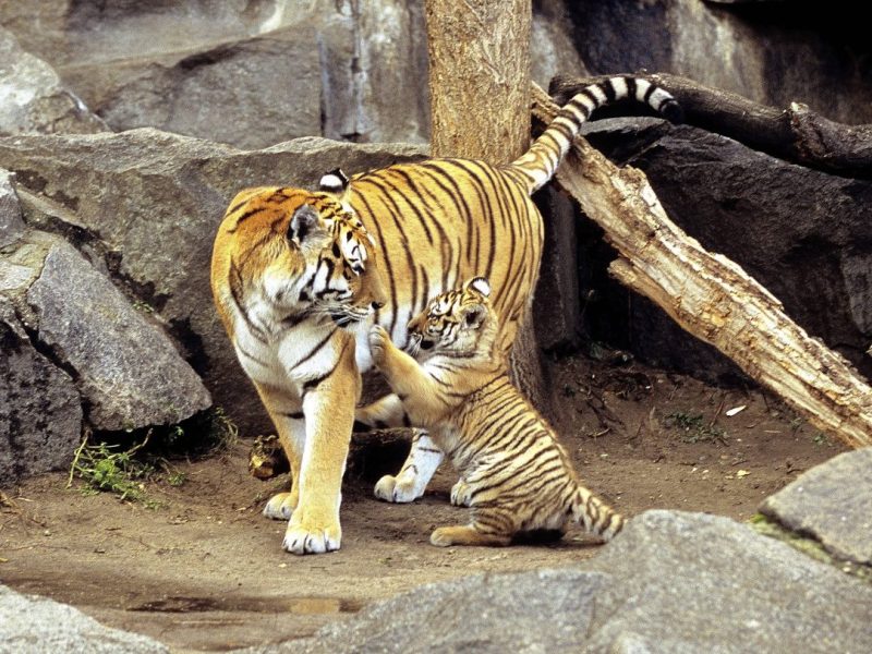 Dieser Zoo in NRW teilte bewegende Bilder aus dem Gehege