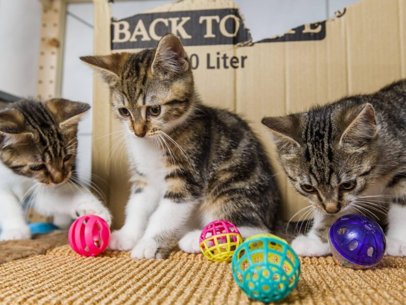Im Tierheim Bochum sind mehrere Katzen-Babys gestorben. (Symbolfoto)