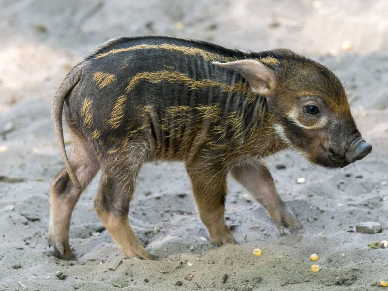 Zoo Wuppertal: Absolute Schweinerei im Gehege. Besucher haben klare Meinung.