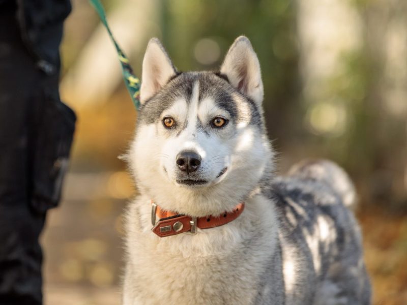 Das Tierheim in NRW berichtete von einer unfassbaren Story