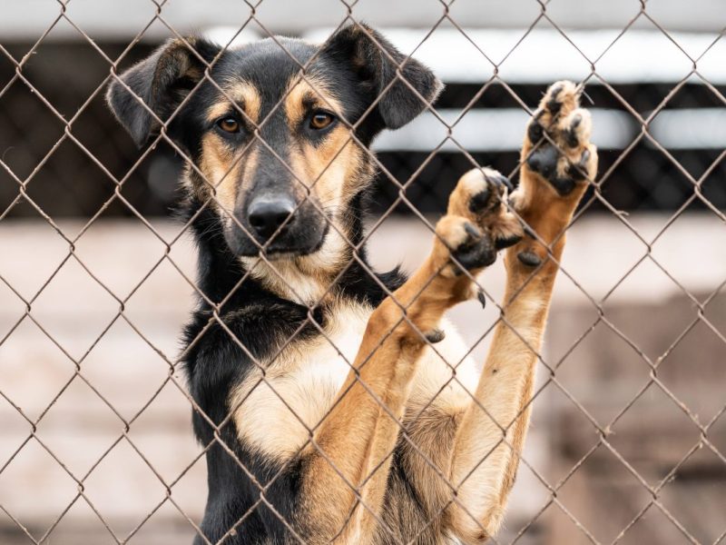 Dieser Hund ist alles andere als glücklich im NRW-Tierheim. (Symbolfoto)