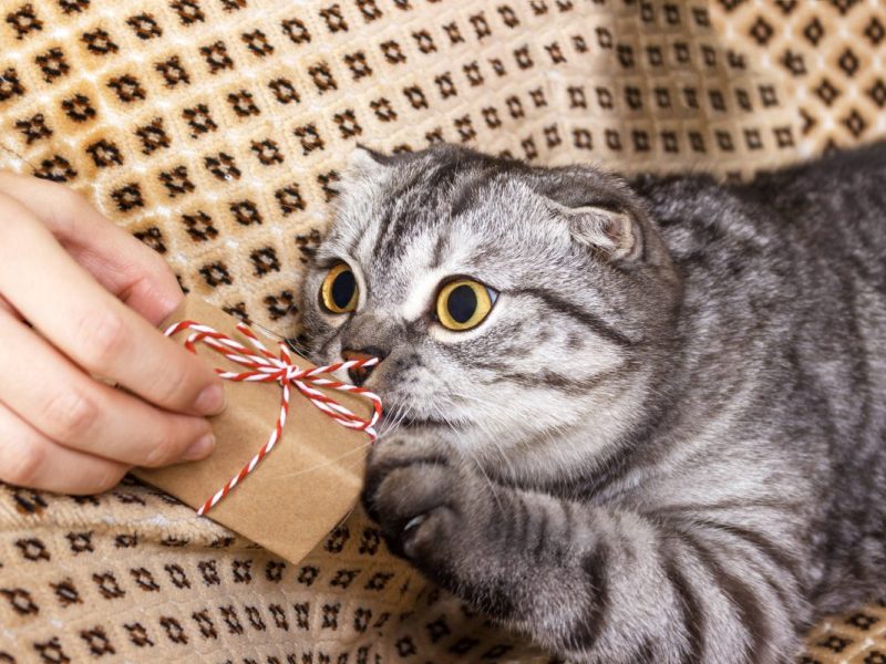 Tierheim in NRW: Als sie dieses Paket öffnen, müssen sie schnell handeln.