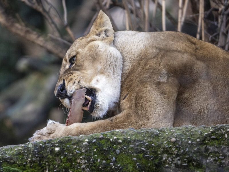 Ein Zoo in NRW geht einen drastischen Schritt.