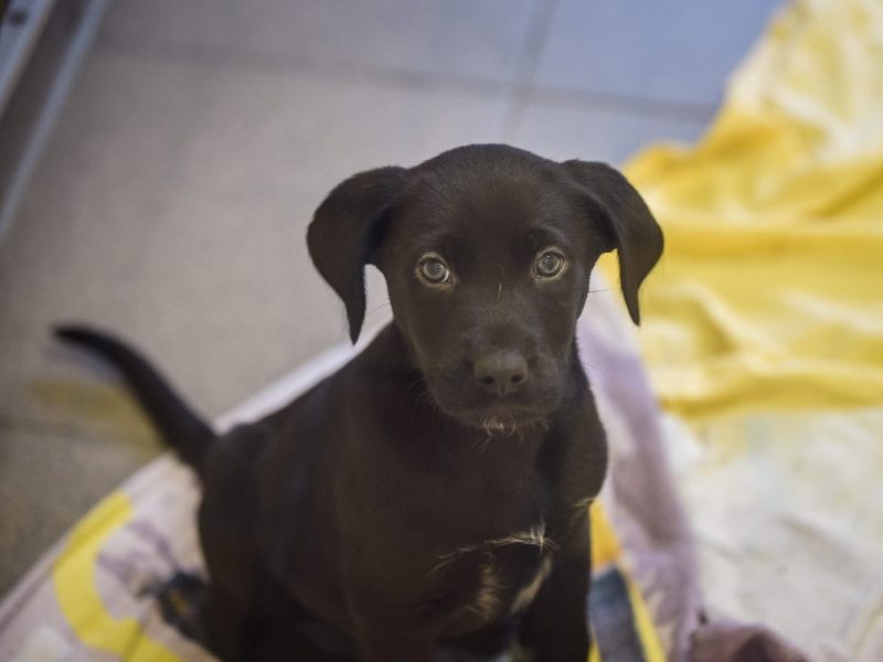 Ein Hund in einem NRW-Tierheim machte einen Wandel durch! (Symbolfoto)